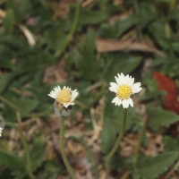 Tridax procumbens L.